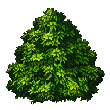 大树